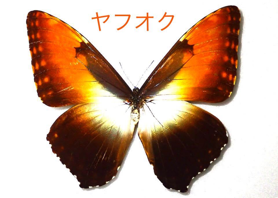 蝶標本】タイヨウモルフォ他 タイヨウモルフォ , タテハ蝶科標本 , 蝶