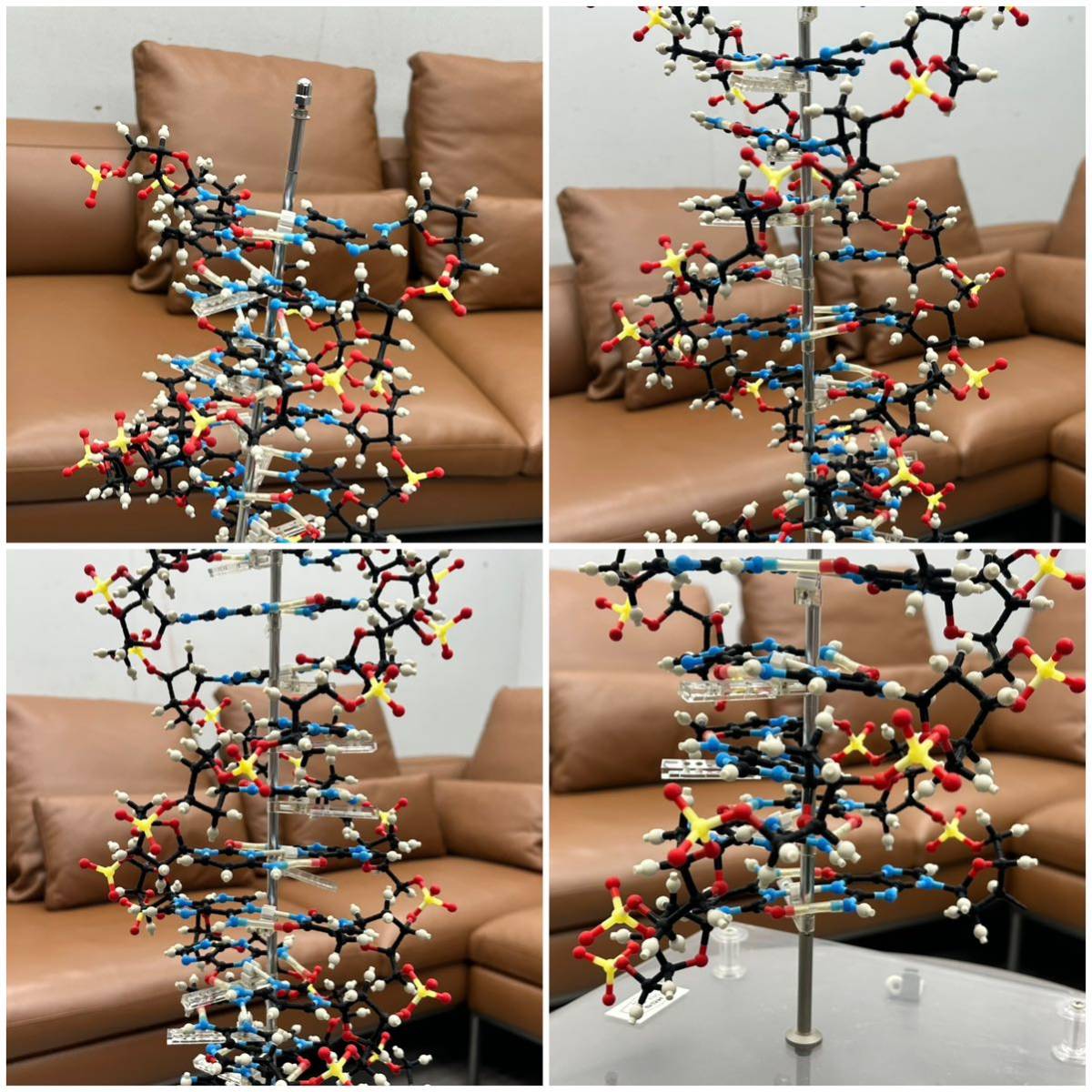 Yahoo!オークション - MARUZEN HGS分子構造模型 DNA組立完成模型 Z型～