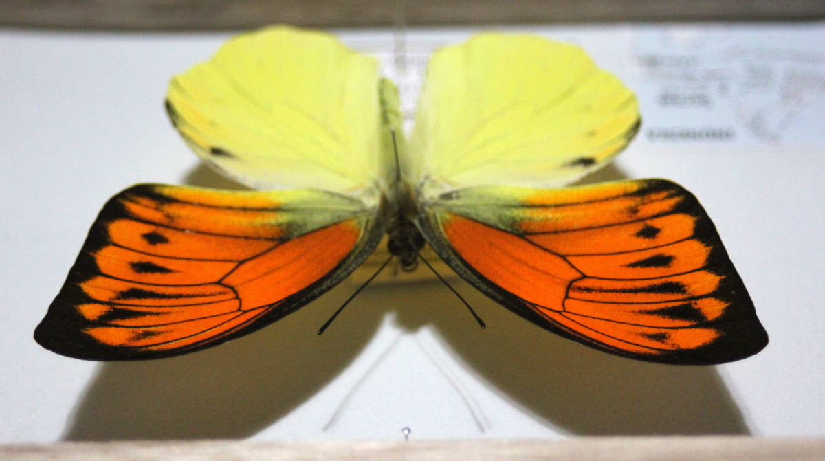 年末価格‼️☆自然雑交ヒイロツマベニチョウ♂♂標本☆ペレン島産