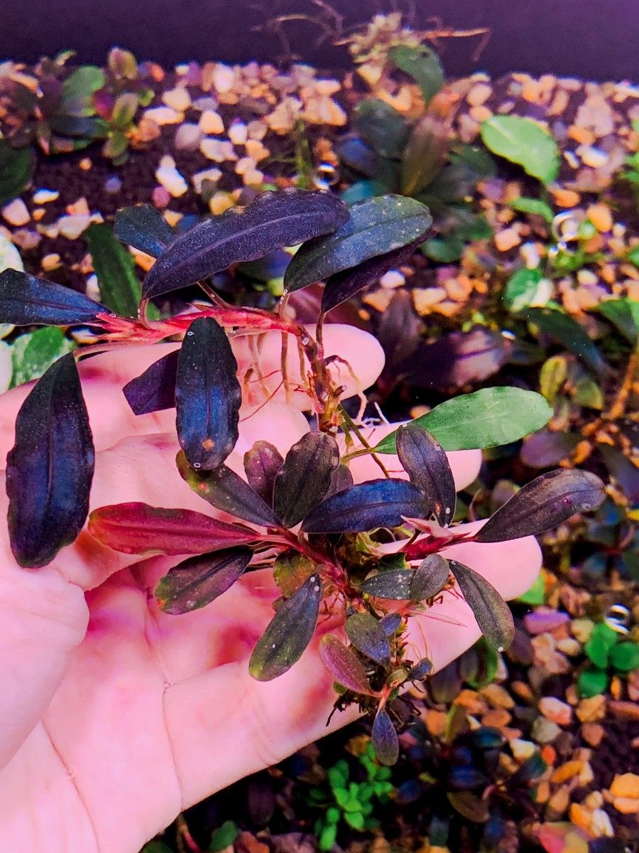 ブセファランドラ sp, Bucephalandra SP 斑入り ブセファランドラ