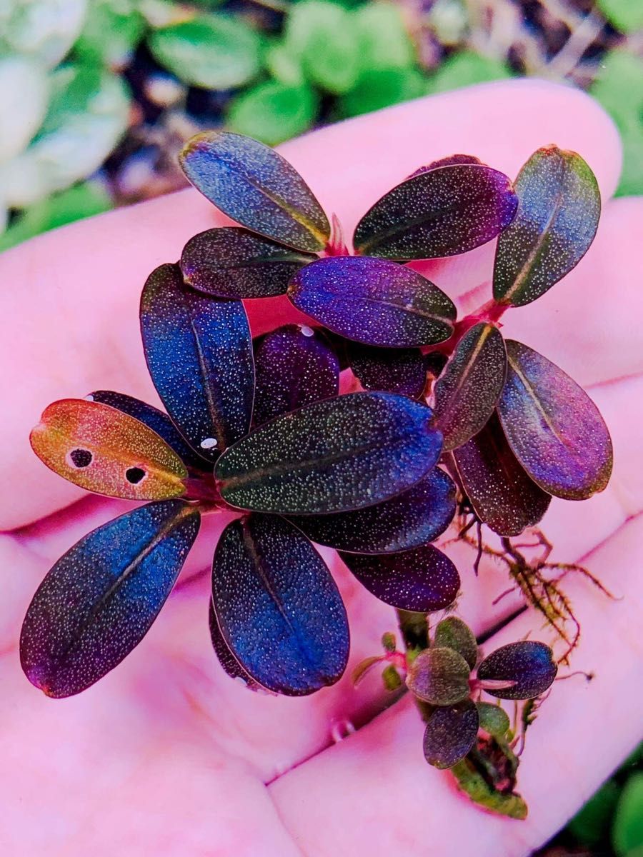 ブセファランドラsp．メタリックパープル｜Yahoo!フリマ（旧PayPayフリマ）