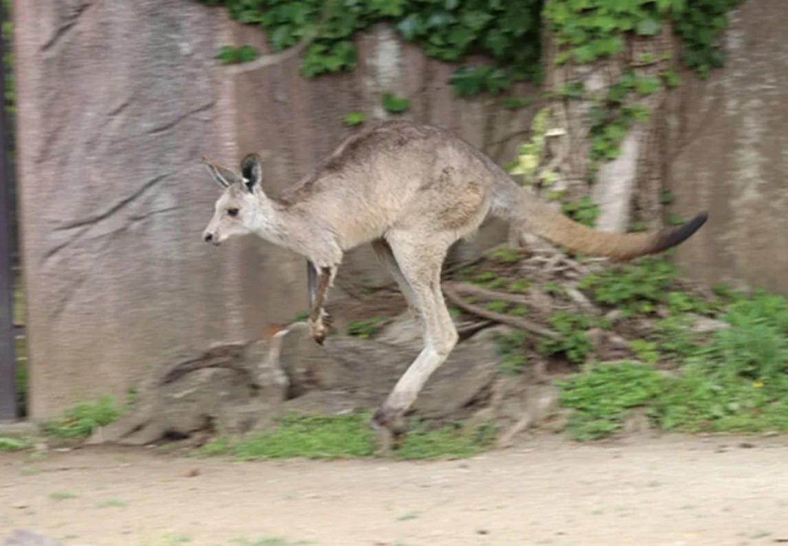 Yahoo!オークション - 【 最高鑑定 カンガルー 】 2016 オーストラリア