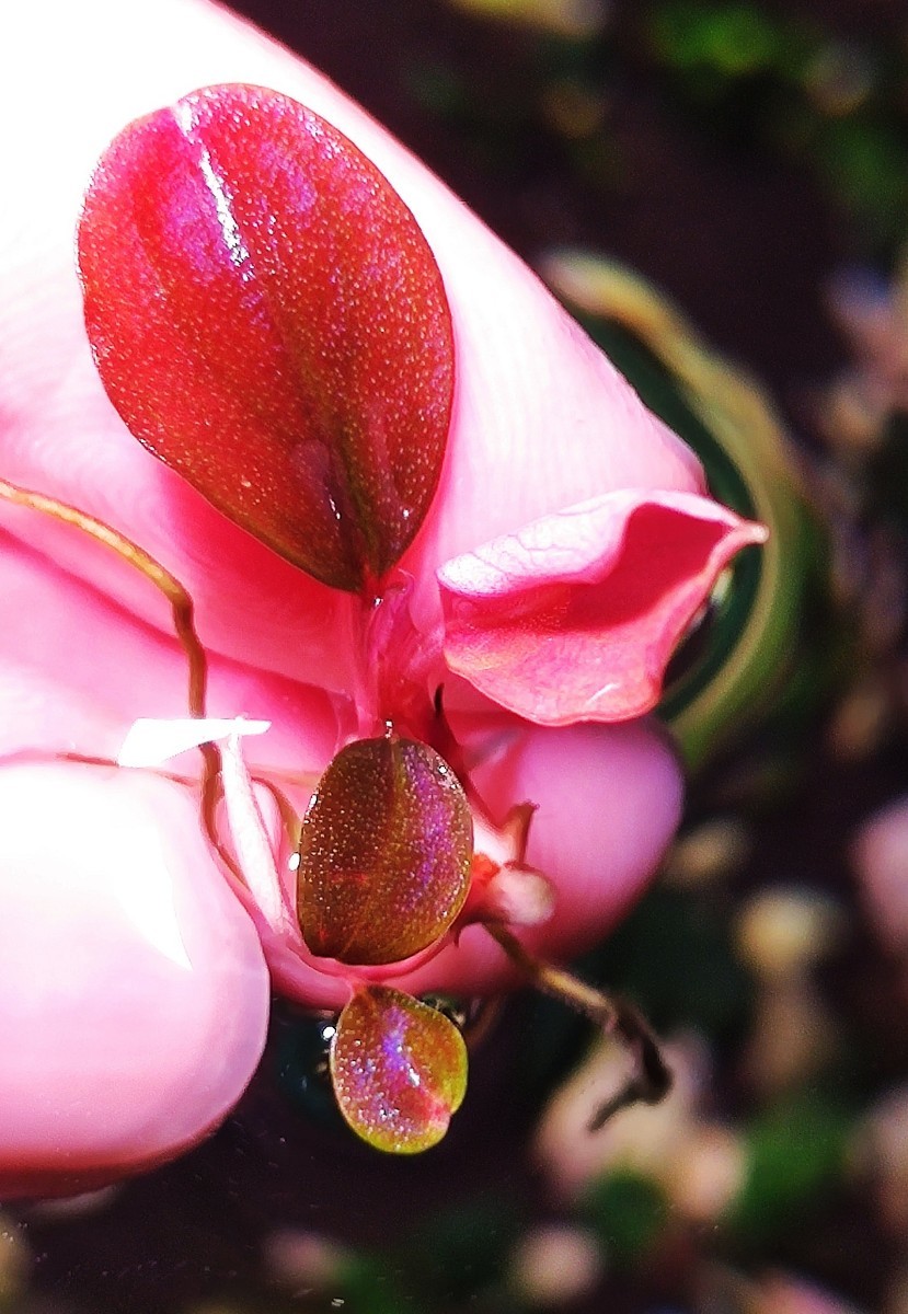 Yahoo!オークション - ブセファランドラ sp．ブラックロックヘレナ