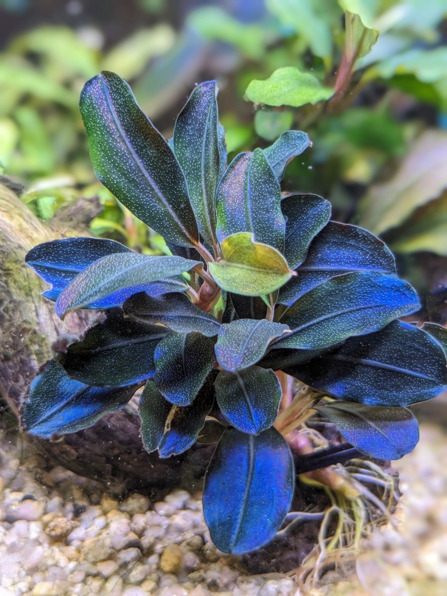 sale】ブセファランドラsp.3種類セット【完全水中葉】No.3