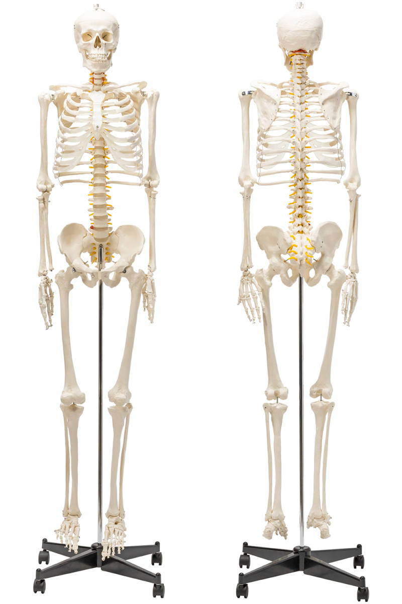 等身大 人体模型 170cm 神経根有り 全身骨格模型 骨格標本 骸骨模型