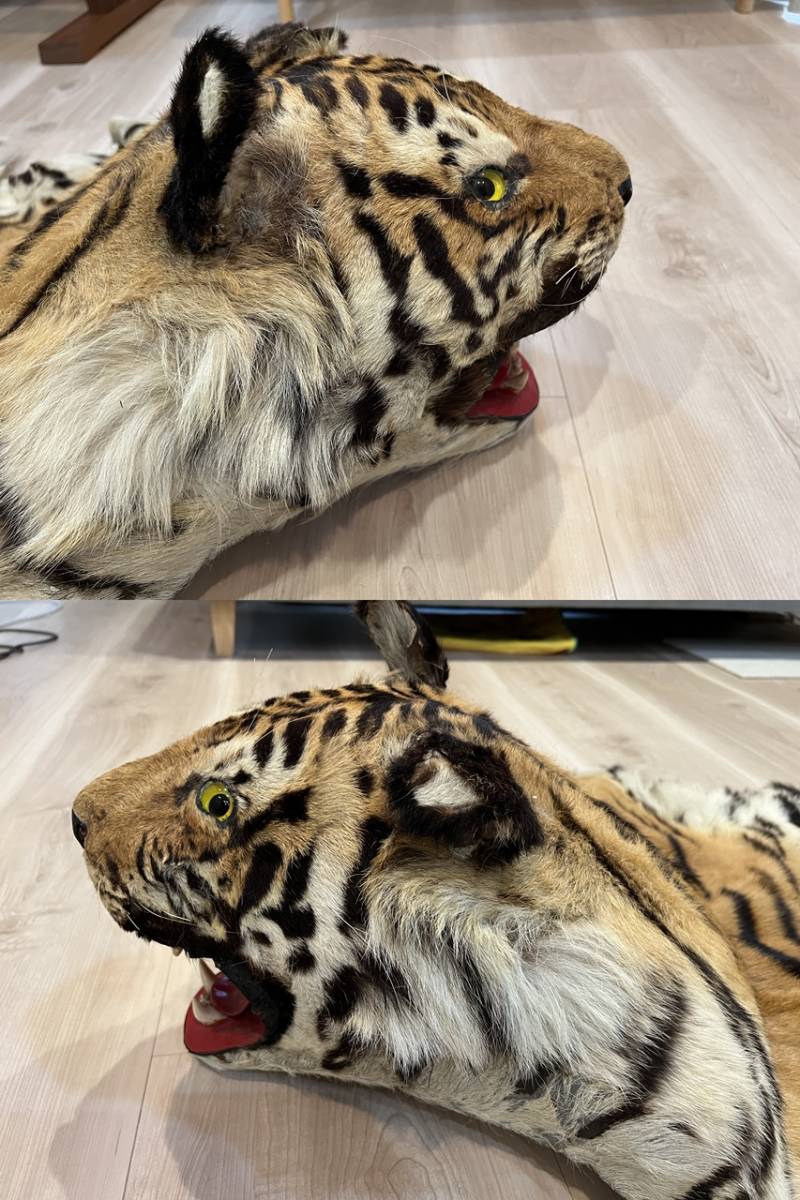 虎 剥製 国際希少野生動植物種登録票付き 虎 剥製 国際希少野生動植物