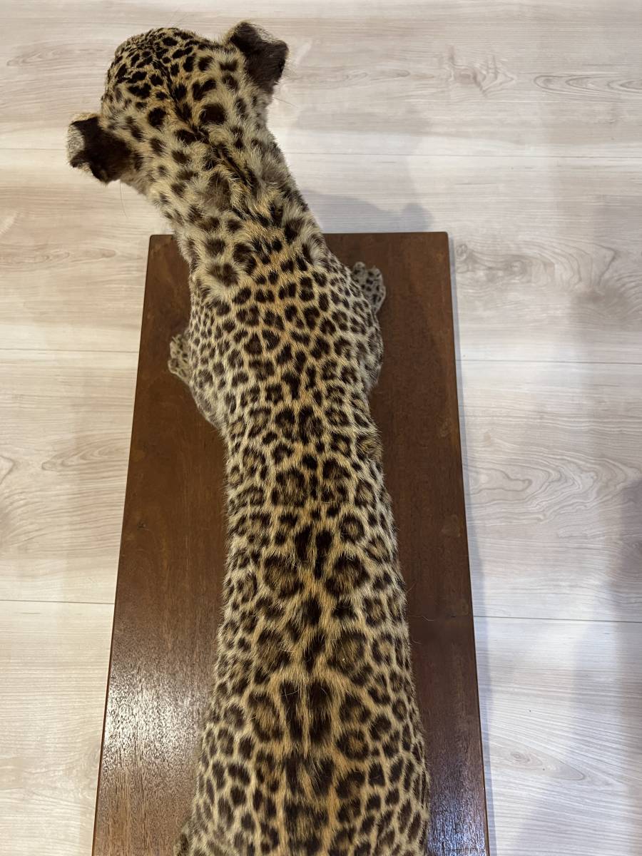 Yahoo!オークション - 豹/ヒョウ 剥製/はく製 全長102cm ツメ有り 国際