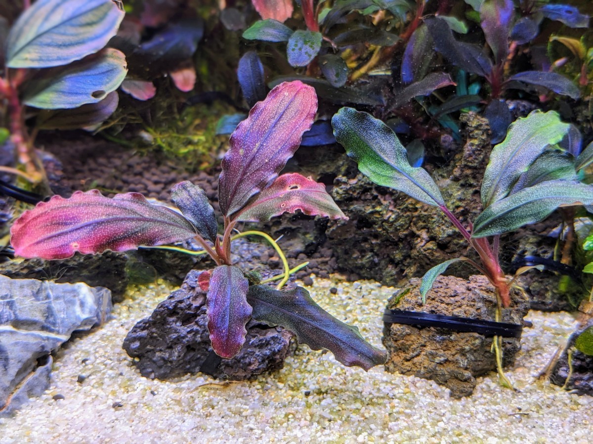 spクダラン様 ブセファランドラ ヘレナ2013、メタリック