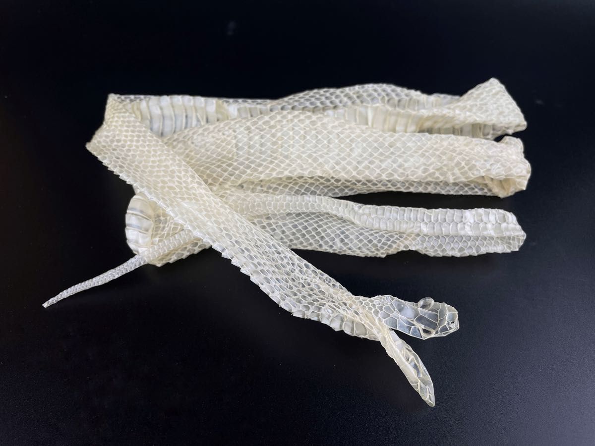 白ヘビの抜け殻端材まとめ売り 白ヘビの抜け殻端材まとめ売り 楽天市場