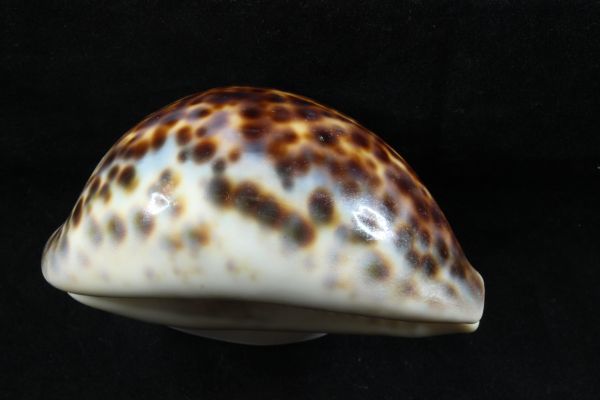 Yahoo!オークション - ハワイホシダカラ 大 タカラガイ 宝貝 貝標本 貝