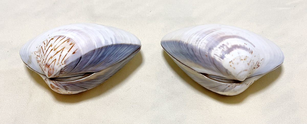 貝細工貝合わせ 金彩貝絵 蛤 豆皿 一品珍味入れ皿4個｜Yahoo!フリマ