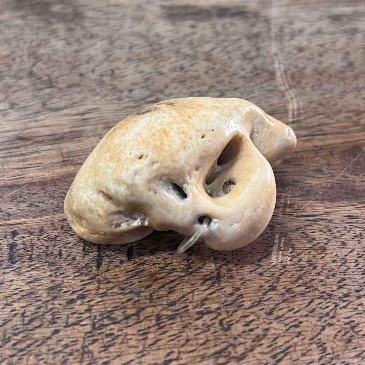 イルカの耳骨化石セット！☆布袋石☆Fossil of a dolphin's ear bone