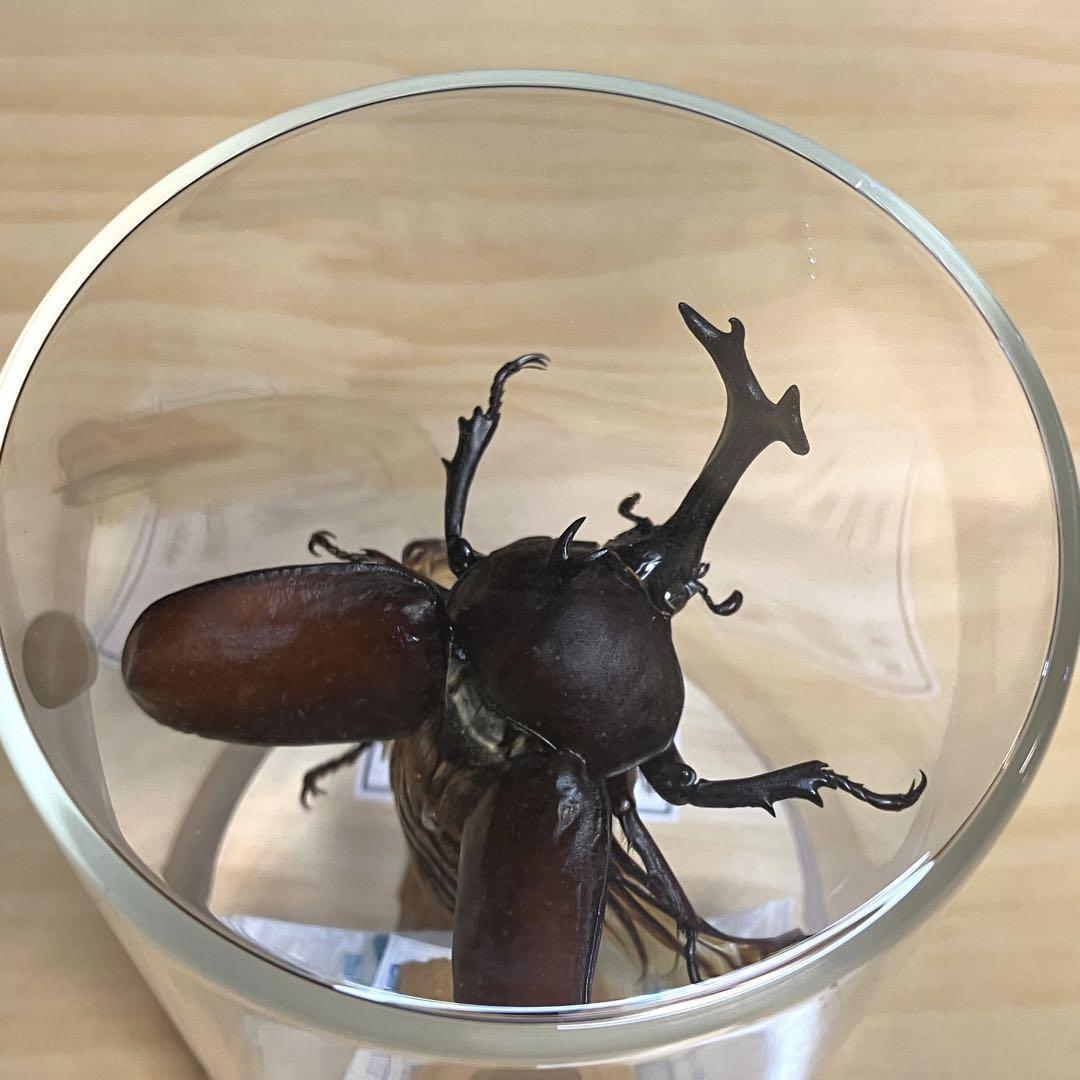 昆虫標本】カブトムシ飛翔 ガラスケース入り｜Yahoo!フリマ（旧PayPay