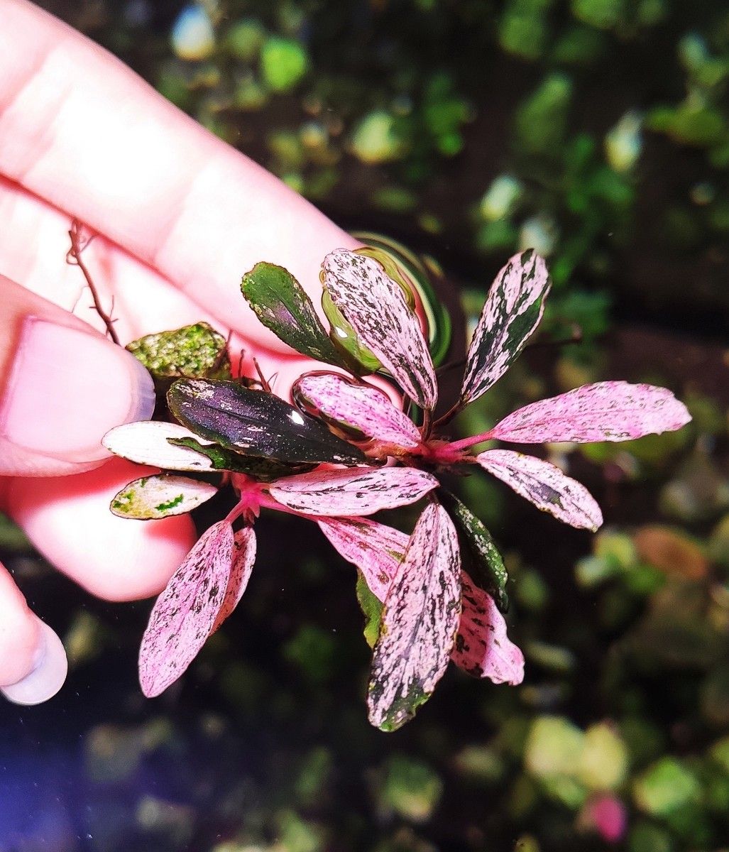 Bucephalandra sp. Varigata Pink 水中葉 Bucephalandra sp. Varigata