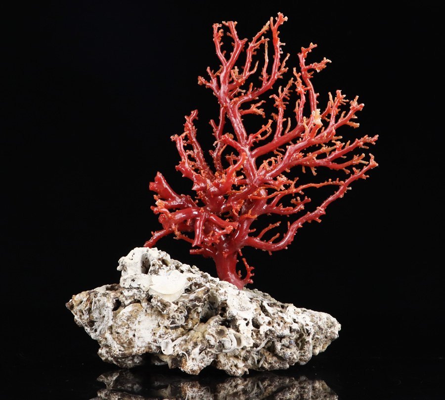 Y2678-2 国産赤珊瑚原木 血赤珊瑚 総重量49.8g 太軸 Y2678-2 国産赤