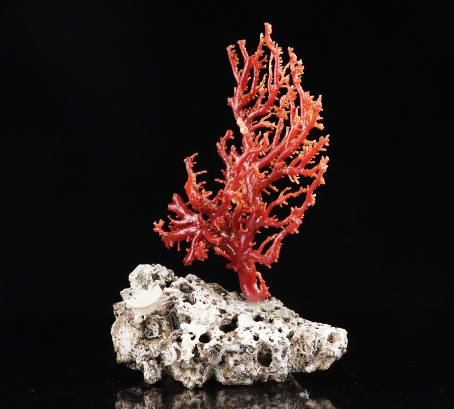 加工無し ピンクサンゴ 桃珊瑚 原木 楽天市場】ピンク珊瑚 原木・拝見