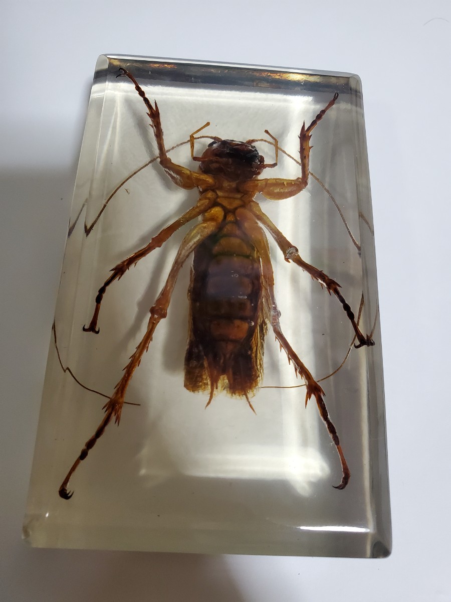 お化けコロギス オバケコロギス 樹脂標本 リオック樹脂標本 リオック