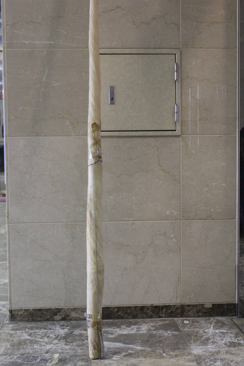 売り切り！一角鯨の角（イッカクのツノ/歯牙） ウニコール！