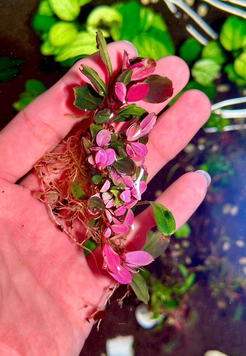 水中葉］ブセファランドラ sp. ピンクバリエガータ 水中葉