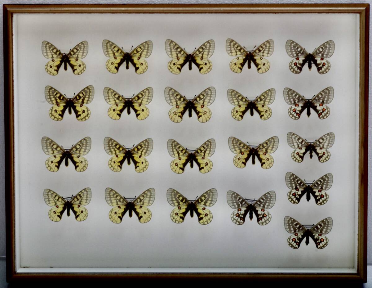 ウスバキチョウ 蝶 標本 【公式通販】