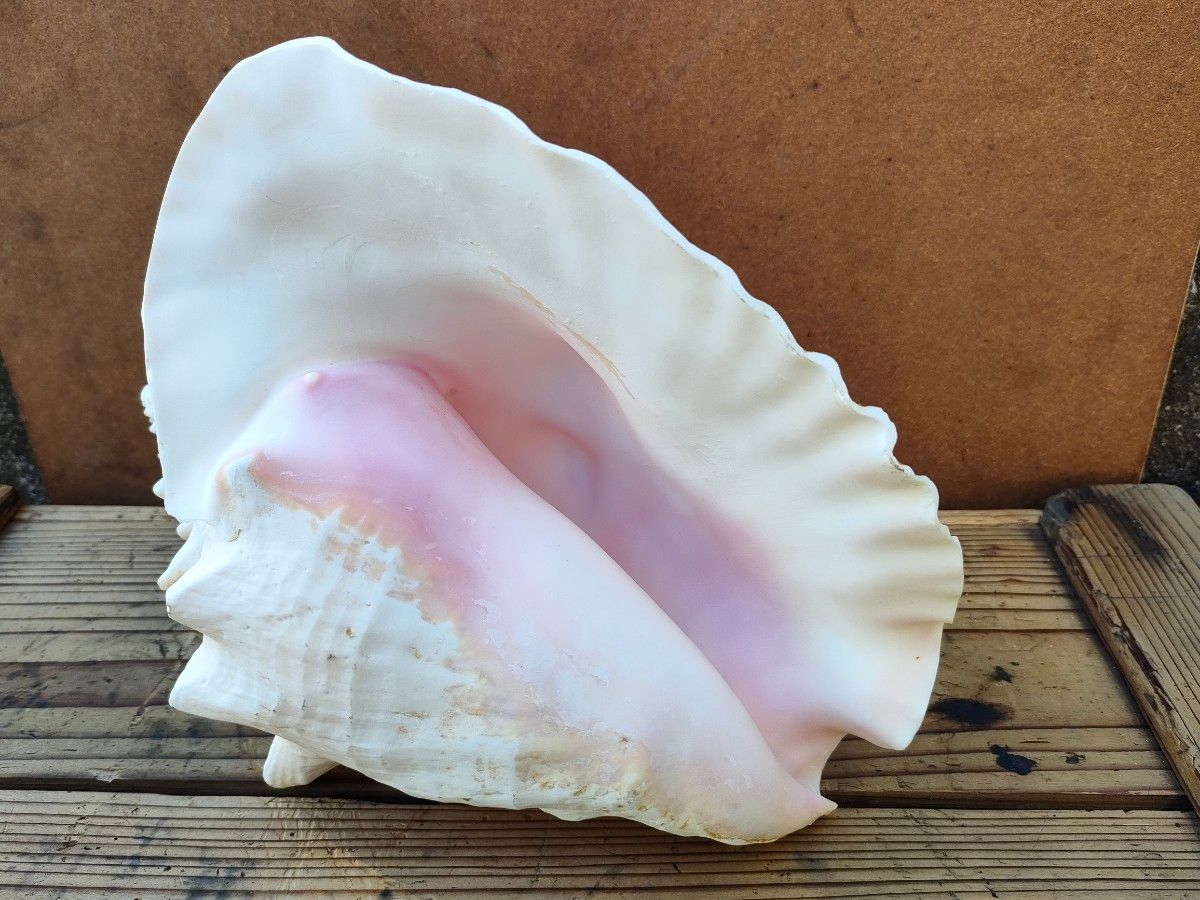 法螺貝 新鮮なホラ貝 色合いが綺麗 34cm 620グラム ☆値下げ☆ほら貝