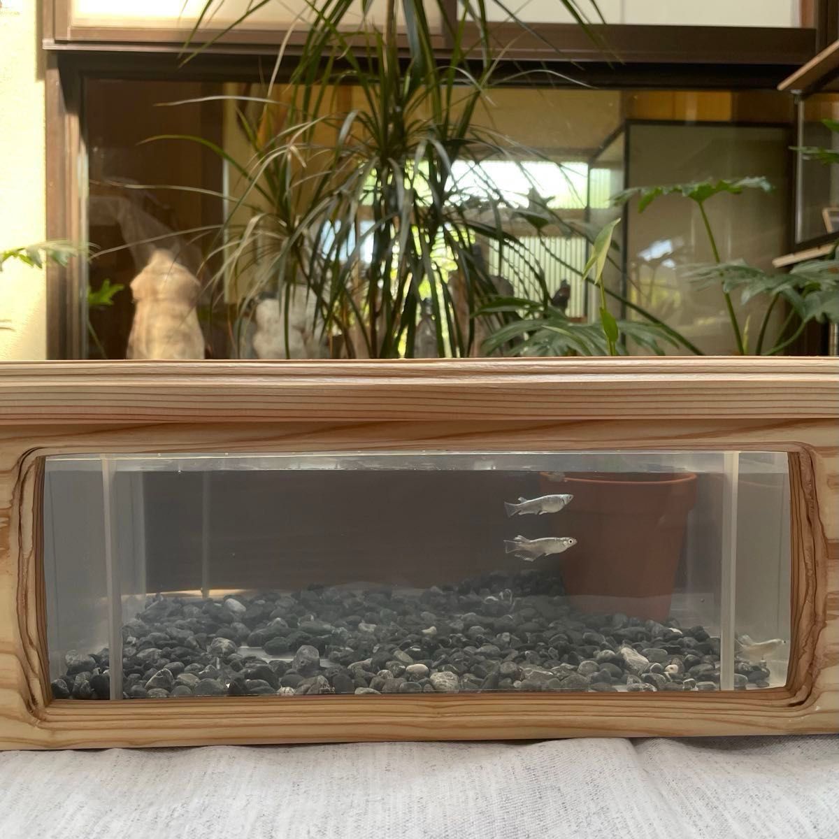 新作 NV13BOX専用 横見木枠 横見ケース メダカ めだか ビオトープ