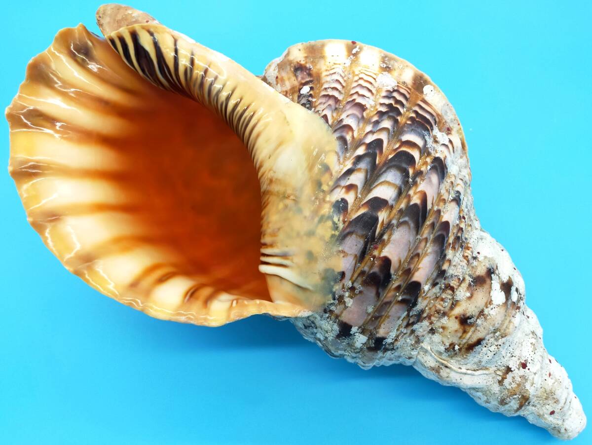 沖縄産 ホラ貝 【公式通販】