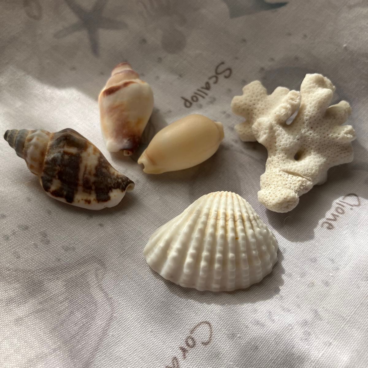 貝殻 シェル サンゴ 5個セット｜Yahoo!フリマ（旧PayPayフリマ）