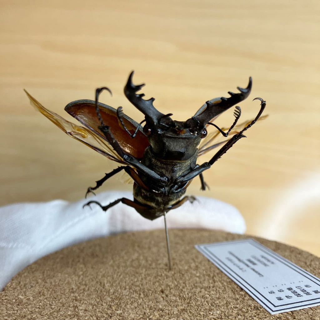 昆虫標本】ミヤマクワガタ飛翔 ガラスケース入り｜Yahoo!フリマ（旧