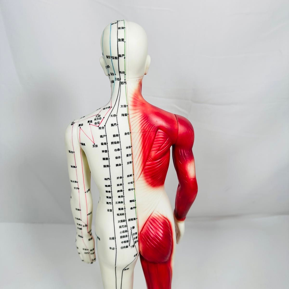 医道の日本社 人体の経絡・経穴の人体模型 経穴くん｜Yahoo!フリマ（旧
