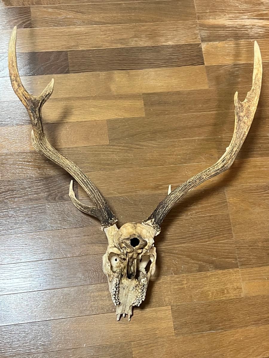 エゾシカの頭骨 雄成体 鹿の頭蓋骨 北海道｜Yahoo!フリマ（旧PayPay
