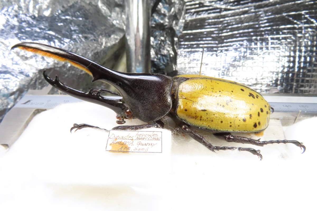 Yahoo!オークション - 【虫研】入荷少ない ヘラクレスモリシマイ115㎜