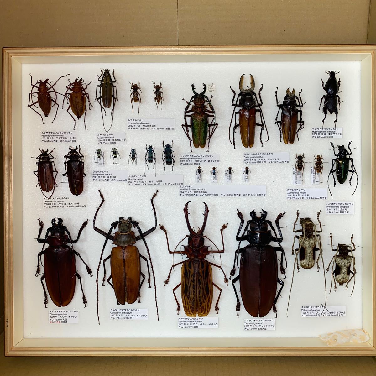 タイタンオオウスバカミキリ 標本 タイタンオオウスバカミキリ 標本
