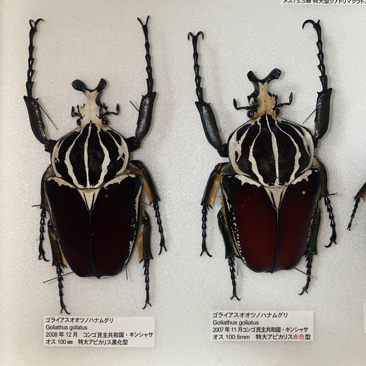 Yahoo!オークション - 昆虫標本 大型 ゴライアスオオツノハナムグリ 標