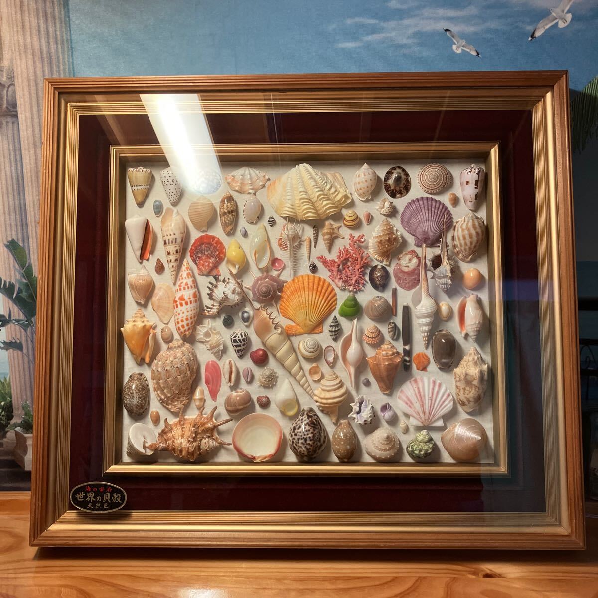 Yahoo!オークション - 貝標本 額装 貝殻標本 インテリア 額縁