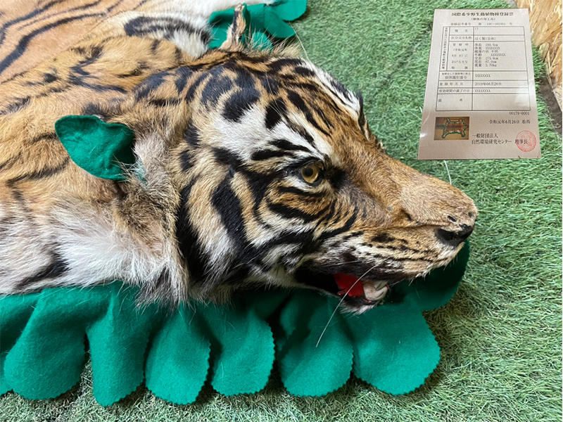 Yahoo!オークション - 虎 トラ 敷物 剥製 国際希少野生動植物登録表付