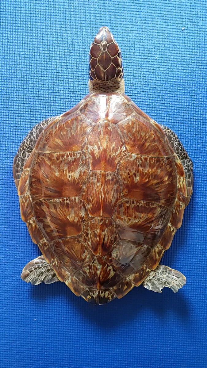 アオウミガメの剥製 〔国際希少野生動植物種登録票有り〕 アオウミガメ