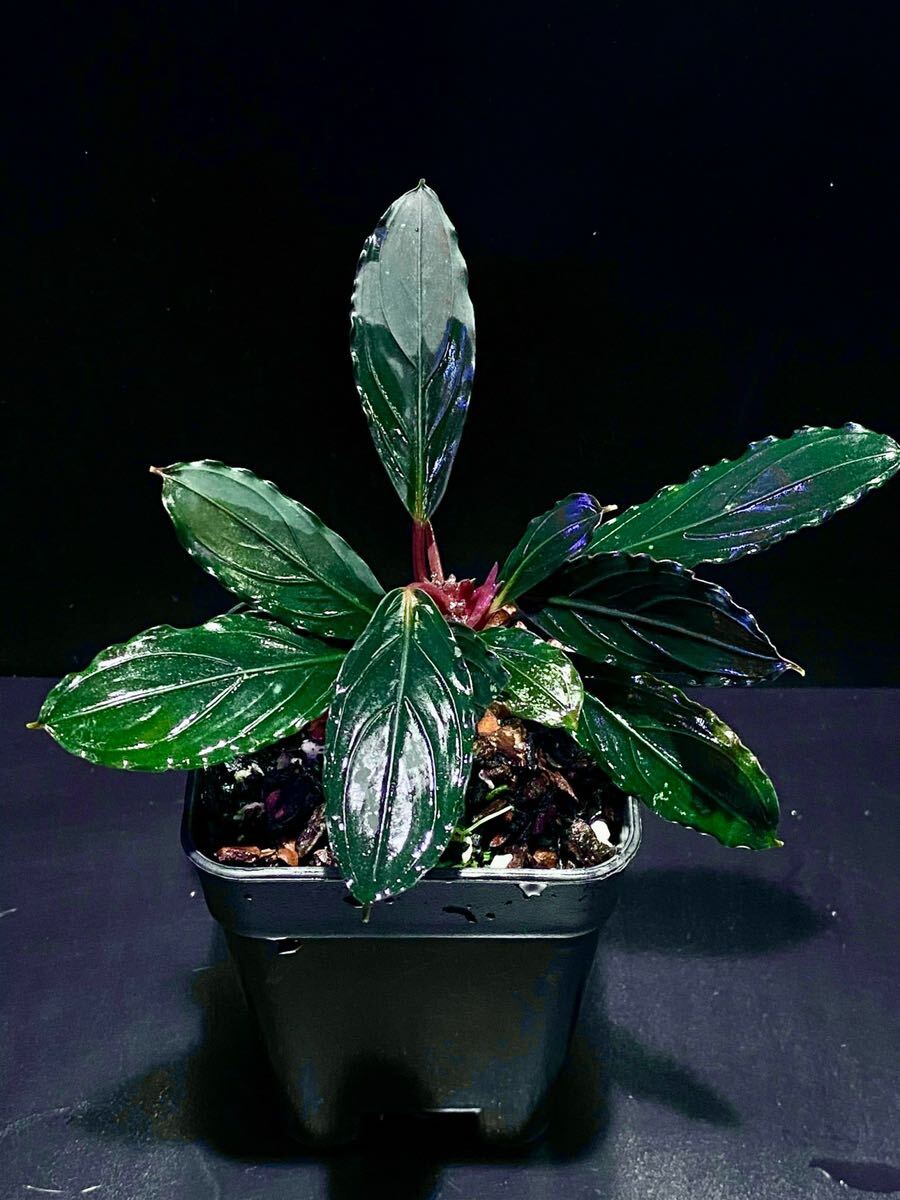 Bucephalandra sp. Motleyana 水上葉1株 ブセファランドラsp