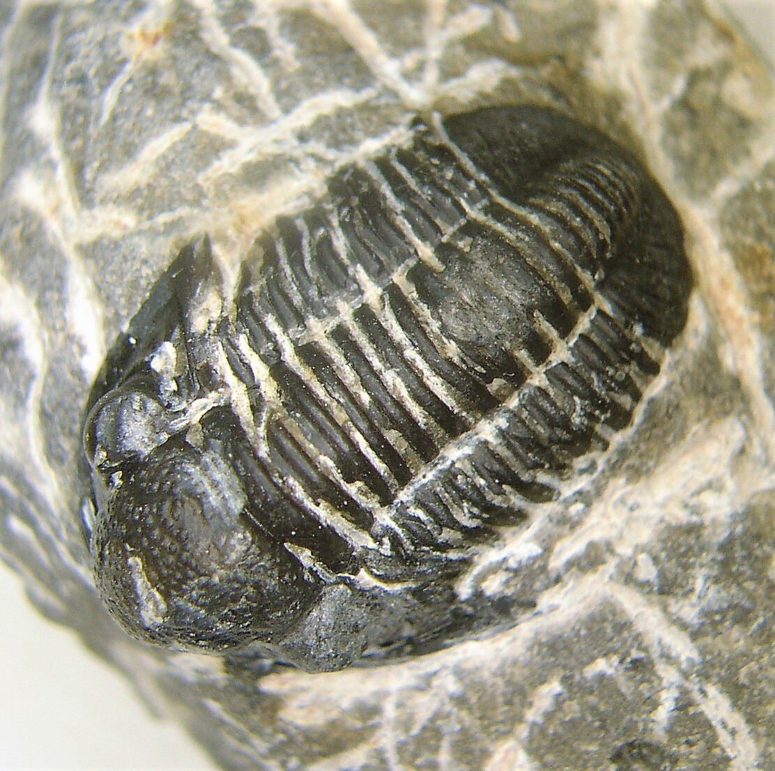 化石 D-3 【公式通販】