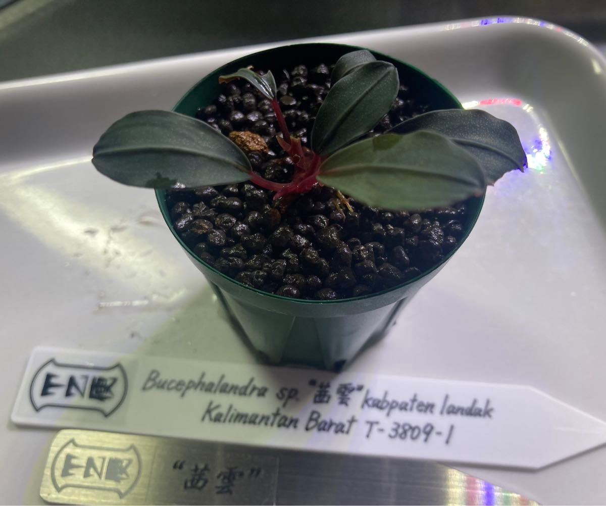 Bucephalandra sp 茜雲 T-3809-1 TZ便 ネームド株｜Yahoo!フリマ（旧
