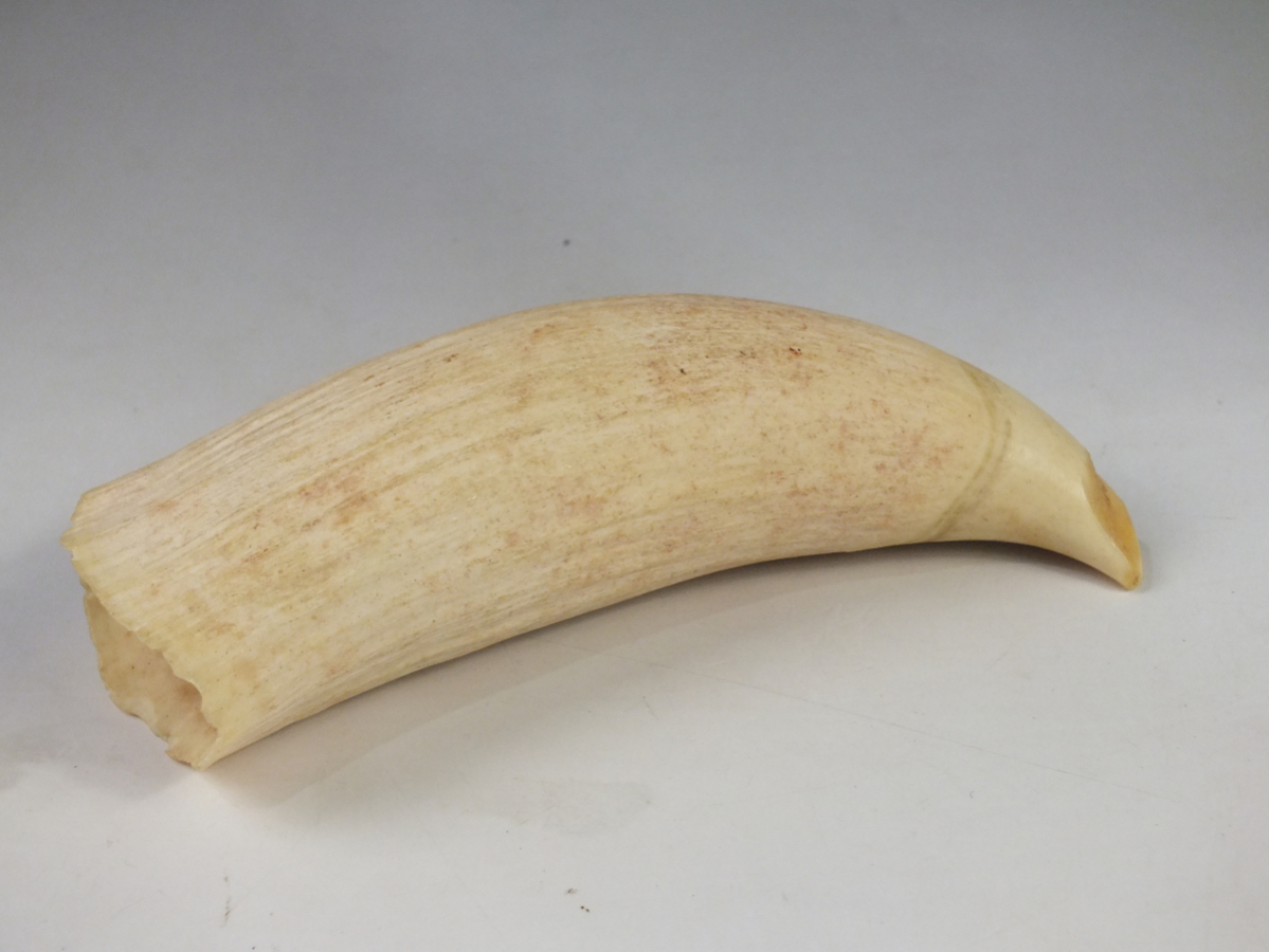 鯨の歯/鯨歯 マッコウクジラ 歯 重量304.9g 直径約15.5㎝ 印材