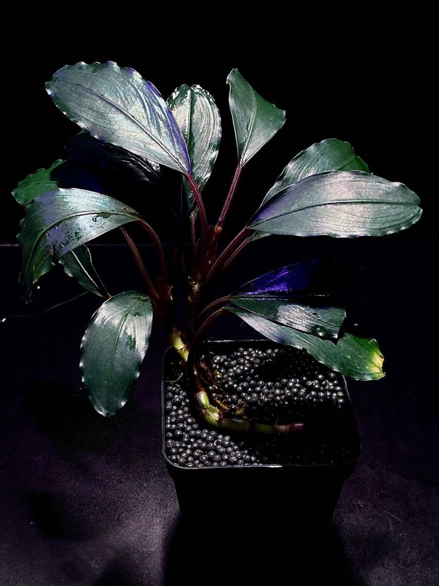 Bucephalandra Motleyana Padawan 水上葉 Bucephalandra sp. Motleyana