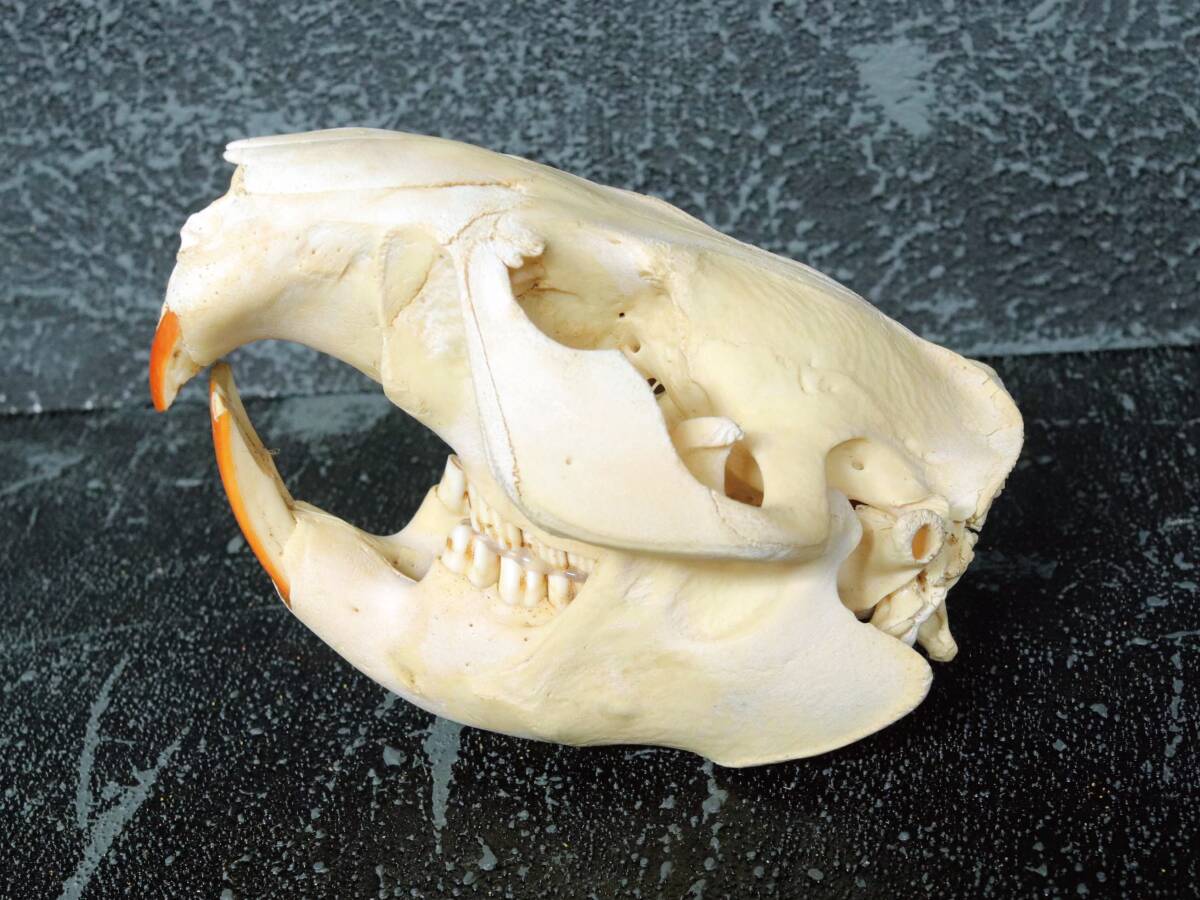 ビーバーの頭骨標本標本／頭骨／剥製｜Yahoo!フリマ（旧PayPayフリマ）