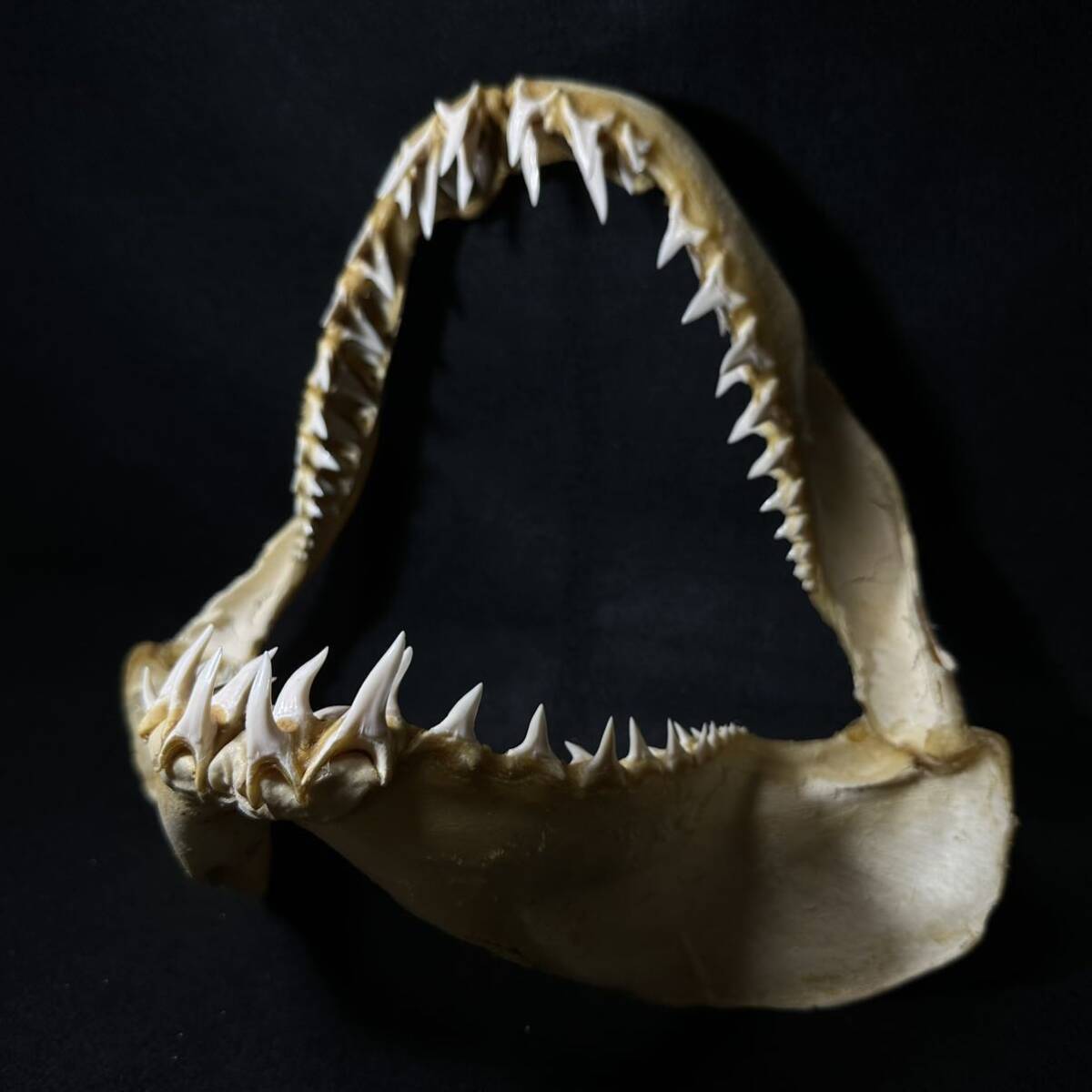 サメの顎（カマストガリザメ）顎骨標本 ブラックチップシャーク