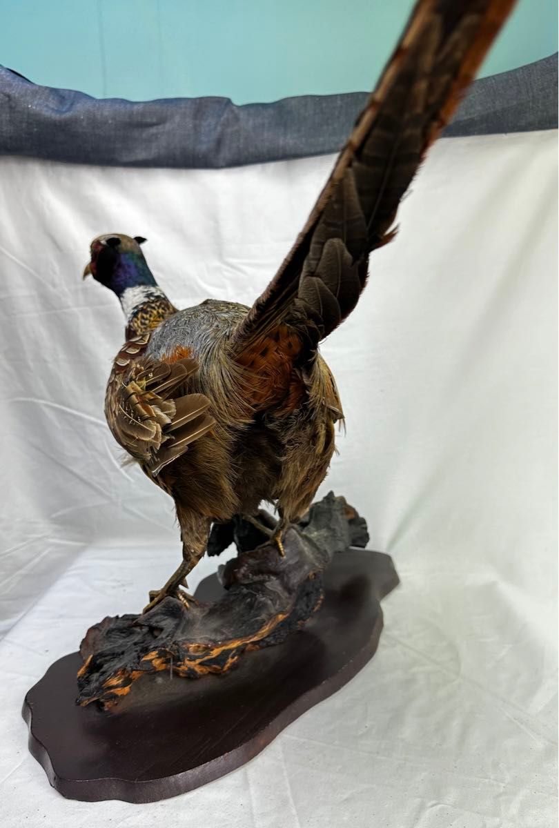 雉(キジ)オス剥製 雉(キジ)オス剥製 【公式通販】