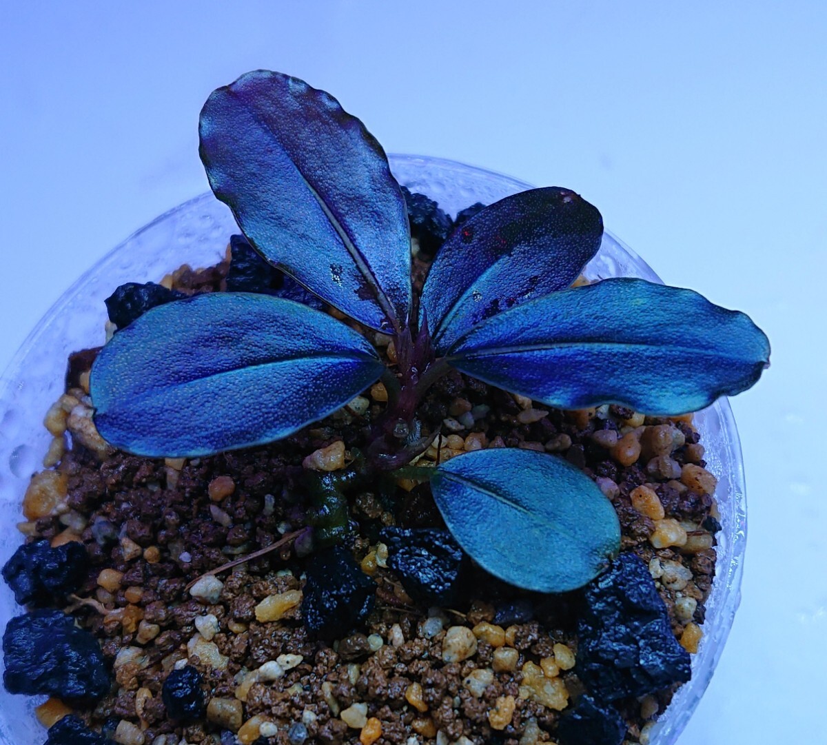 Bucephalandra sp.”Theia blue” ブセファランドラ sp