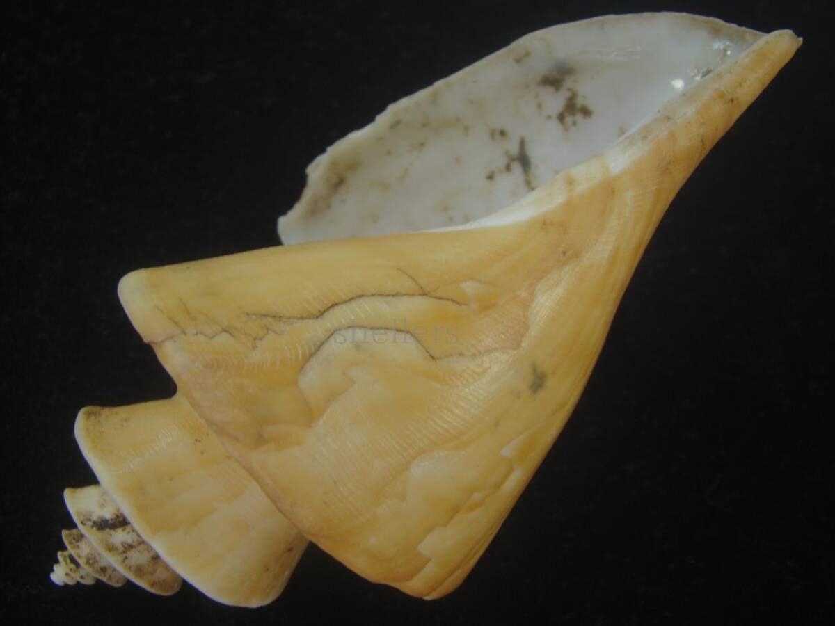 超特大)チマキボラ 貝殻 標本 110mm クダマキガイ科 - メルカリ 貝