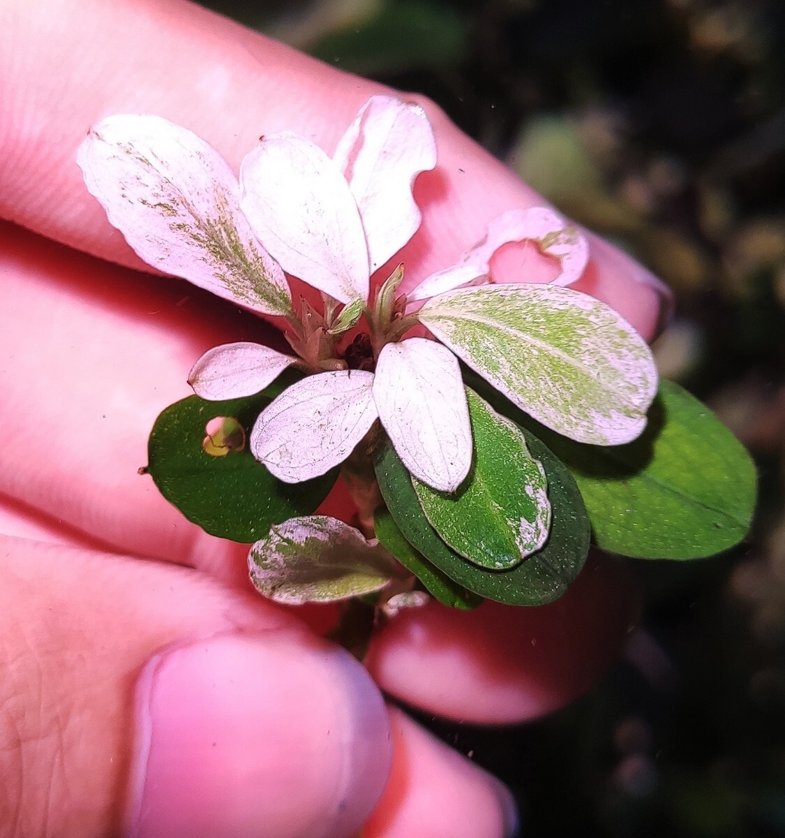 ブセファランドラsp. ピンクバリエガータ斑入り 水中葉 最