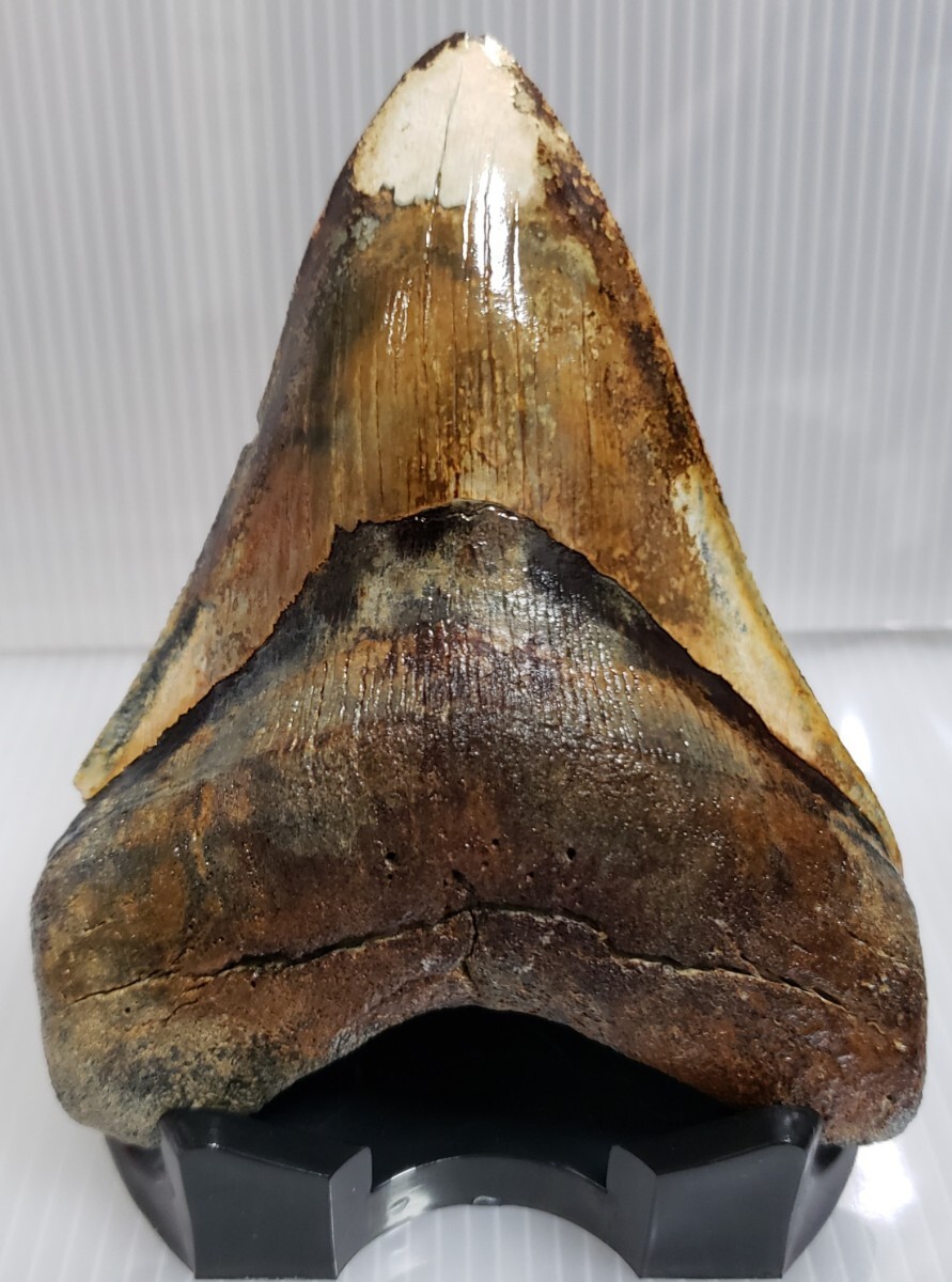 メガドロン化石歯標本鉱物