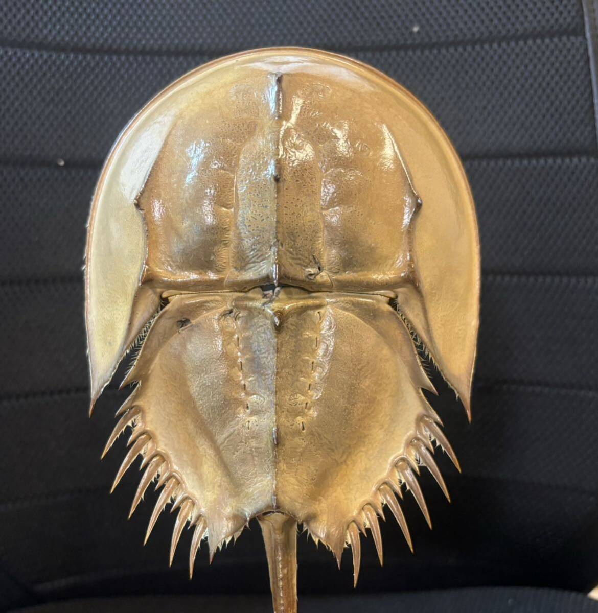 Yahoo!オークション - 国産 カブトガニ 脱皮殻 貴重 標本 甲殻類 標本